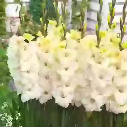 Glamini Gladioli